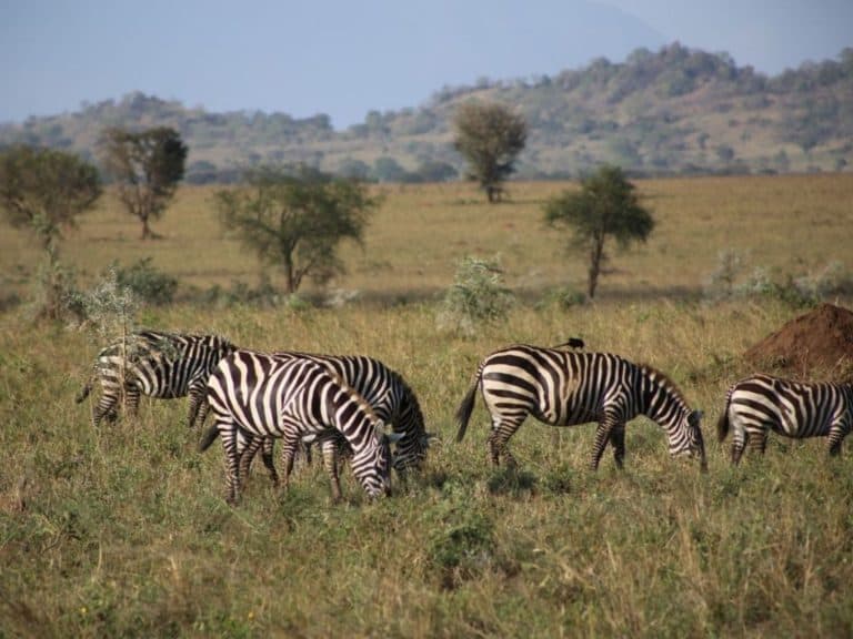 Tourist Attractions In Kidepo Valley National Park: The Ultimate Travel Guide