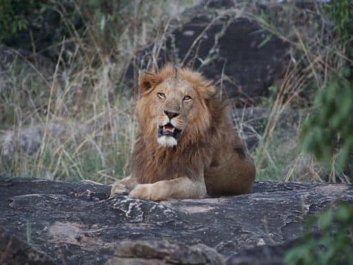 A male lion lays on a rock in Narus Valley in Kidepo Valley National Park.