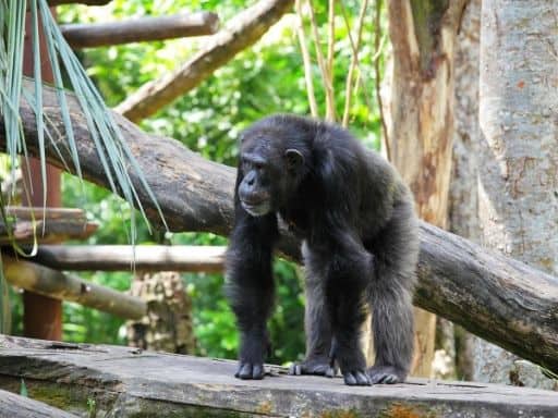 Ngamba Island Chimpanzee Sanctuary is one of the best things to do in Entebbe.