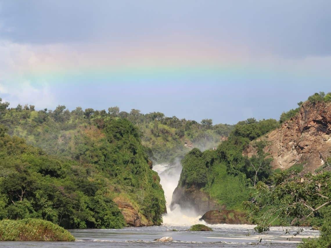 Mono verde. parque nacional de murchison falls. uganda, áfrica