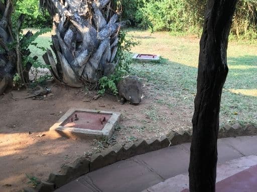 A warthog sleeps near the dining area at Red Chili Rest Camp in Murchison Falls National Park.