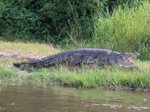 A crocodile resting on the northern bank of the Nile River. Seen from the Nile boat cruise at Murchison Falls National Park.