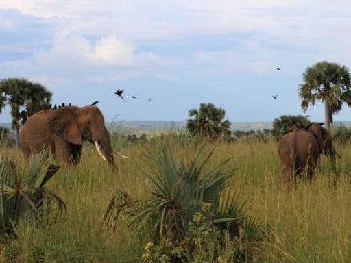 A pair of elephants grazing in Murchison Falls National Park.