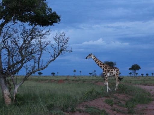 A young giraffe walks near the road to Pakuba Safari Lodge in Murchison Falls National Park.