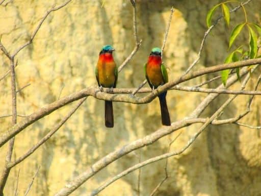 A pair of Red-throated Bee-eaters seen in Murchison Falls National Park.