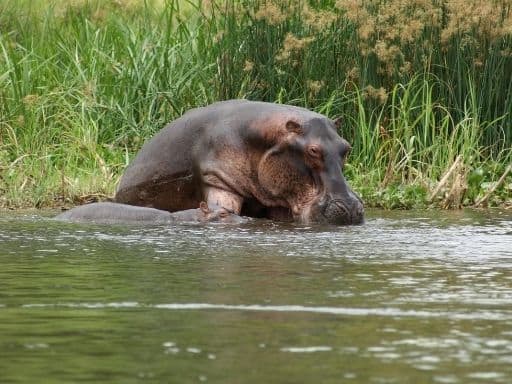 A pair of hippos on the bank of the Nile River in Murchison Falls National Park.