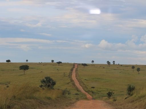 A dirt road carves its way through Murchison Falls National Park during the dry season.