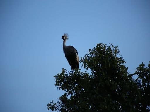 A Crested Crane perched at Paradise Eco Hub, Lake Bunyonyi