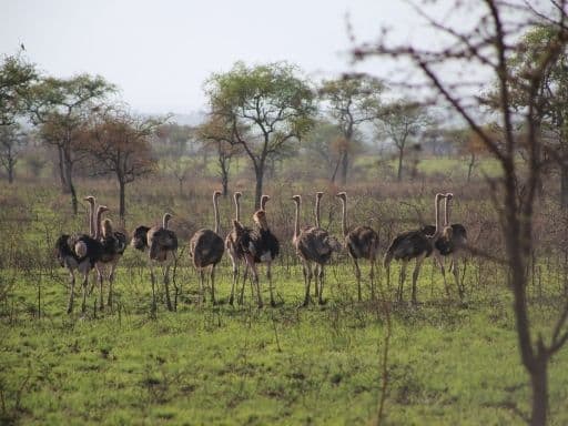 Young ostriches gather in Kidepo Valley.