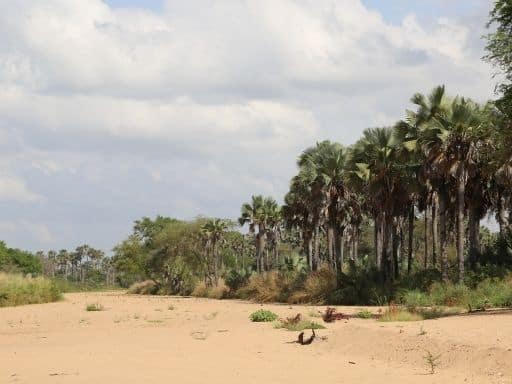 The Kidepo River is a dry oasis during the dry season.