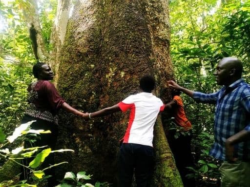 Residents surrounding a tree in Zoka Forest Reserve near Gulu, Uganda
