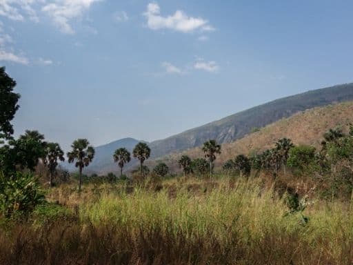 Otzi Forest Reserve outside of Gulu, Uganda.