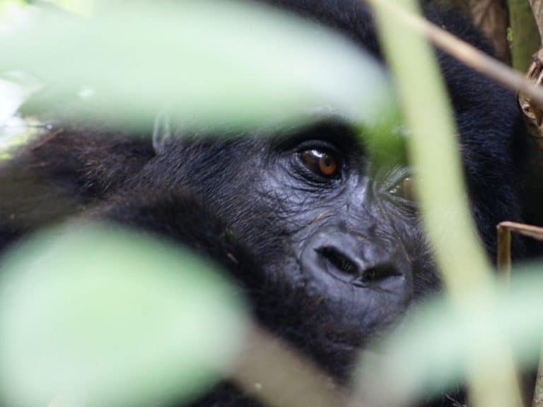 Is Gorilla Trekking Worth the Money? Everything You Need To Know About Gorilla Trekking In Uganda