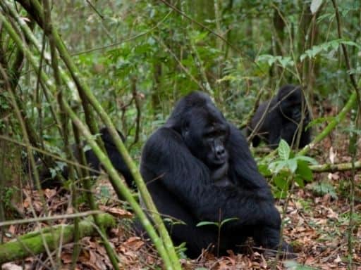 is gorilla trekking worth the money?