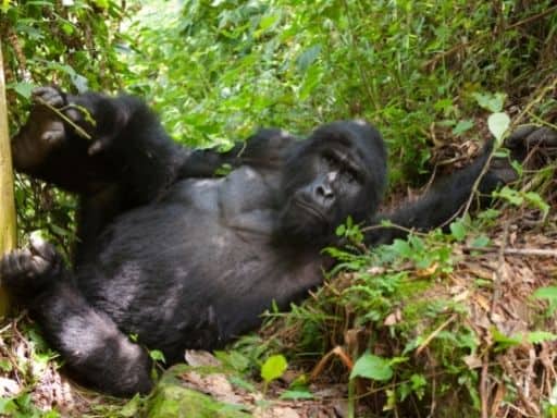 is gorilla trekking worth the money?