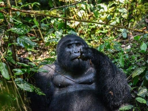 uganda gorilla tours
